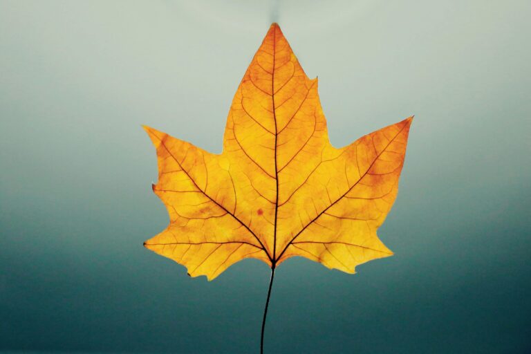 Tageslichtlampe fürs Büro, Herbstblatt